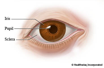 The eye, showing the colored iris, the pupil in the center, and the white sclera