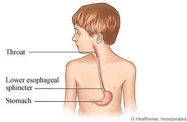 Child's throat, esophagus, and stomach