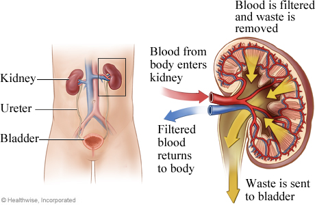 How the kidneys work