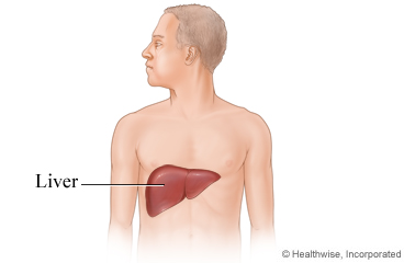 Location of the liver in the body