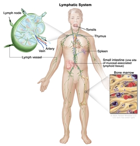 Lymphatic system; drawing shows the lymph vessels and lymph organs, including the lymph nodes, tonsils, thymus, spleen, and bone marrow. Also shown is the small intestine (one site of mucosal-associated lymphoid tissue). There are also two pullouts: one showing a close up of the inside structure of a lymph node and the attached artery, vein, and lymph vessels with arrows showing how the lymph (clear, watery fluid) moves into and out of the lymph node, and another showing a close up of bone marrow with blood cells.