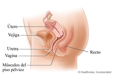 Anatomía pélvica femenina, vista lateral.