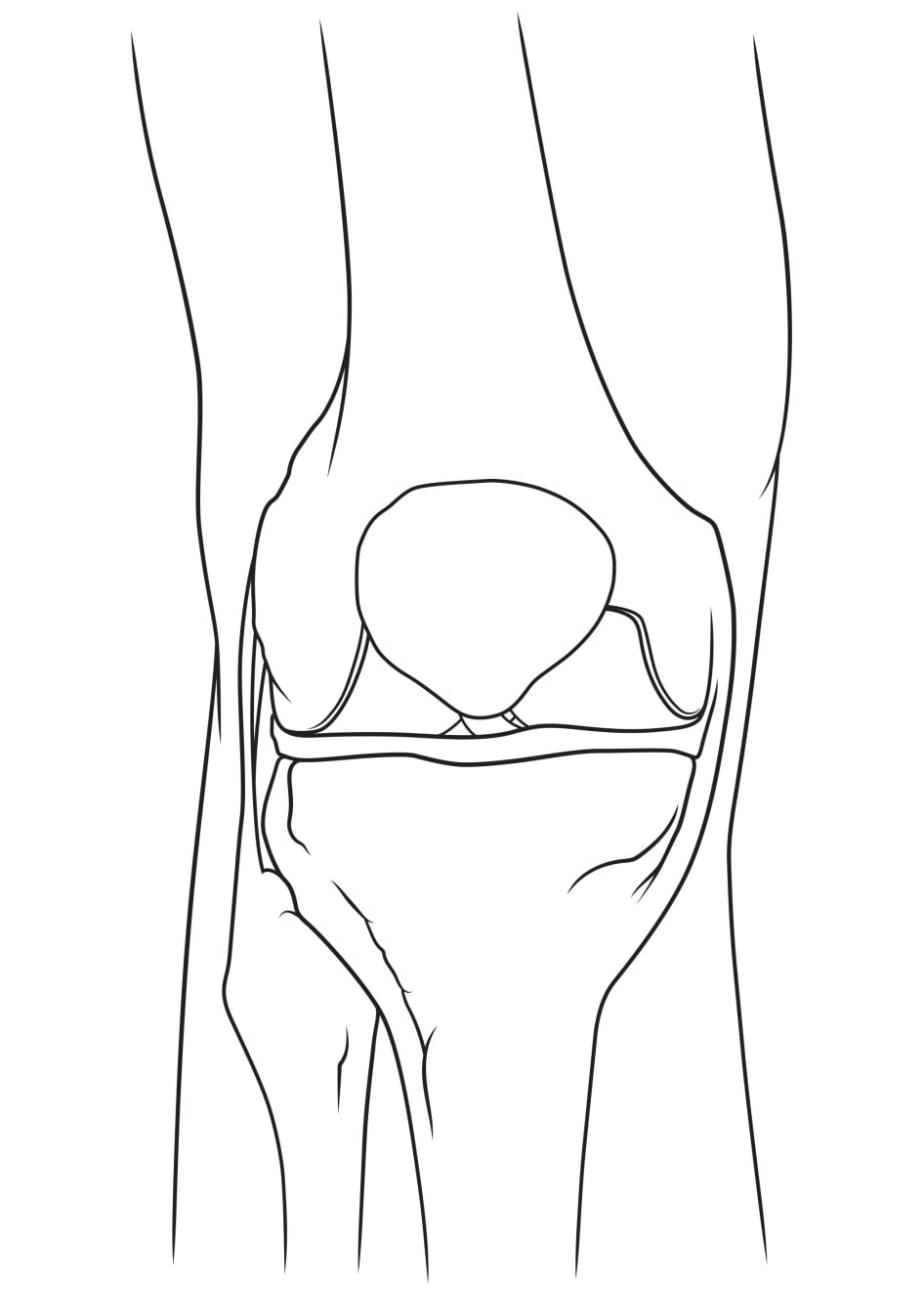 Articulación de la rodilla (vista anterior)