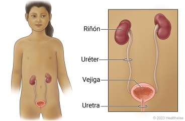 Vías urinarias en el niño, con detalle de riñones, uréteres, vejiga y uretra.