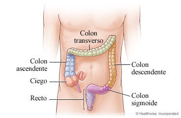 Zonas del colon