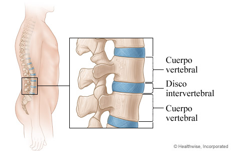 Imagen de discos de la columna vertebral