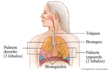 Aparato respiratorio adulto, que incluye la tráquea, los bronquios, los bronquiolos y los pulmones.