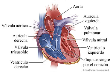 Anatomía del corazón