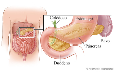 El páncreas y otros órganos digestivos