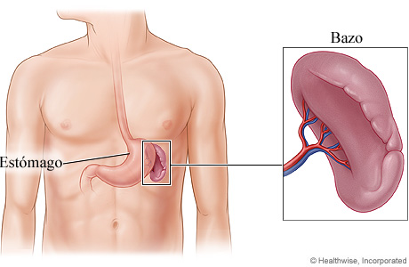 El bazo y su ubicación en el cuerpo