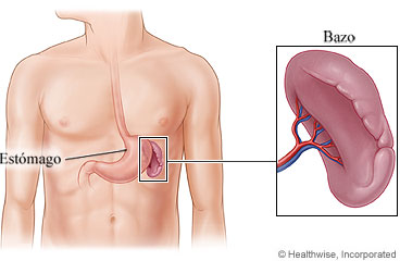 El bazo y su ubicación en el cuerpo