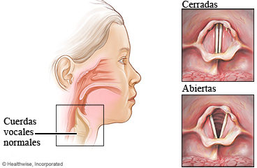 Cuerdas vocales normales, cerradas y abiertas