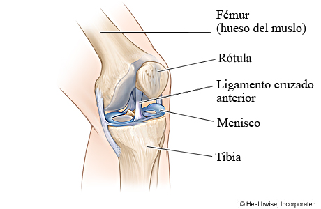 Imagen del ligamento cruzado anterior (LCA)