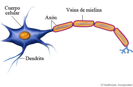 Imagen de una neurona