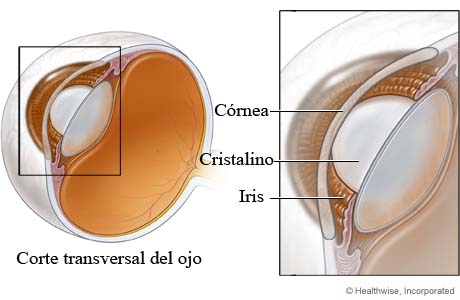 Córnea, cristalino e iris del ojo