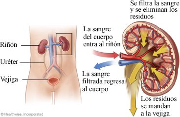 Funcionamiento de los riñones