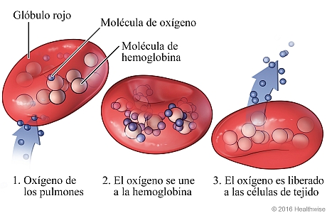 Manera en que el oxígeno es transportado a las células del organismo