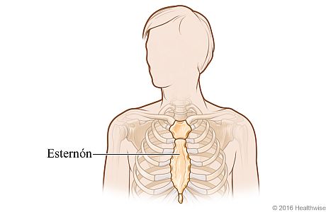 Vista ósea del esternón en el pecho
