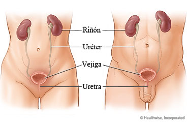 Aparato urinario femenino y masculino