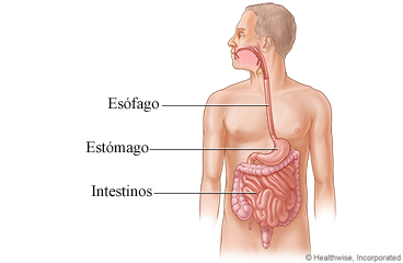 Esófago, estómago e intestinos