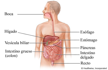 El aparato digestivo.