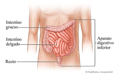 Aparato digestivo inferior