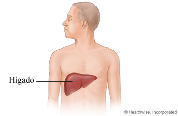 Imagen que muestra la ubicación del hígado