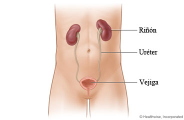 Los riñones y su ubicación en el cuerpo