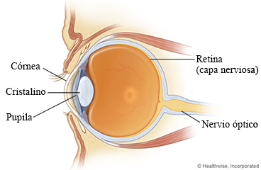 Anatomía del ojo, que incluye la retina.