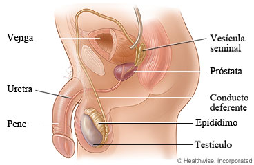 Aparato reproductor masculino