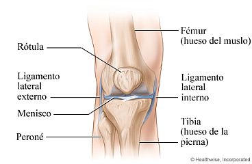 La rodilla