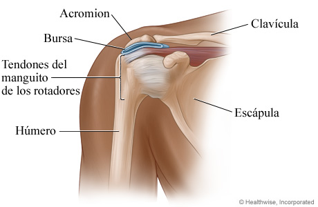 Anatomía del hombro