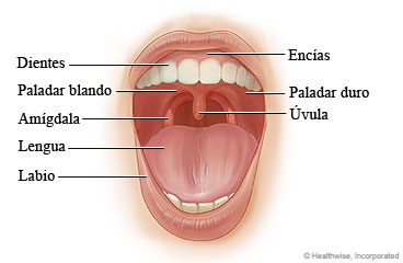 Partes de la boca