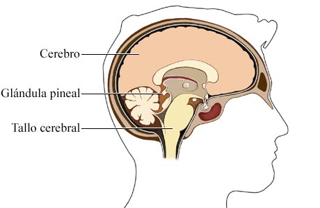 La glándula pineal