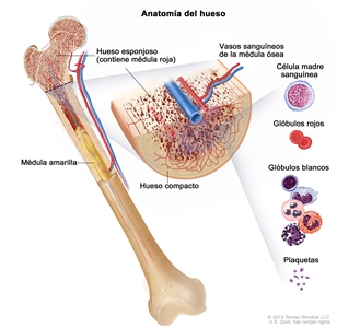 Anatomía del hueso; en la imagen se muestra el hueso esponjoso, la médula roja y la médula amarilla. En un corte transversal del hueso, se muestran el hueso compacto y los vasos sanguíneos en la médula ósea. También se observan glóbulos rojos, glóbulos blancos, plaquetas y células madre sanguíneas.