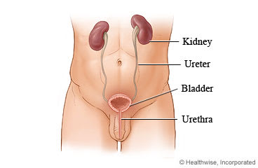 Male urinary tract.