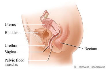 Female pelvic anatomy, side view.