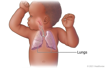 Respiratory system of a child, including lungs and airways to lungs.