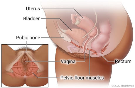 Female pelvic area, showing uterus, bladder, pubic bone, vagina, pelvic floor muscles, and rectum. Female pelvic area, showing uterus, bladder, pubic bone, vagina, pelvic floor muscles, and rectum.