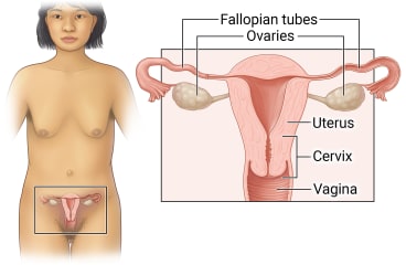 Female pelvic organs