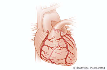 The heart.
