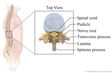 Parts of the vertebra.