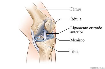 Articulación de la rodilla, que muestra el fémur, la rótula, el ligamento cruzado anterior, el menisco y la tibia