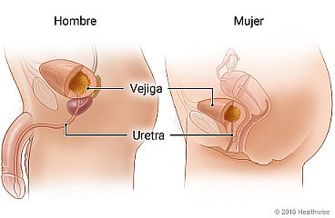 Ubicación de la vejiga y la uretra en un hombre y una mujer