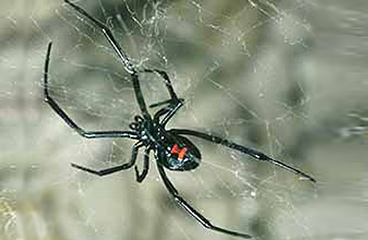 Una araña viuda negra
