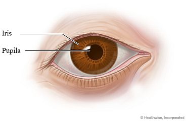 Partes del ojo