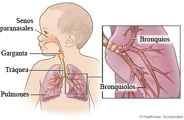 Aparato respiratorio de un niño, que incluye los senos paranasales, la tráquea y los pulmones.