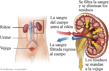 Cómo funcionan los riñones