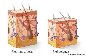 Ilustraciones de un corte transversal de piel más gruesa y piel más delgada Ilustraciones de un corte transversal de piel más gruesa y piel más delgada