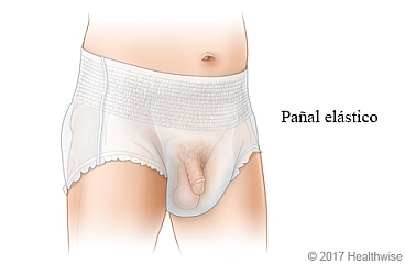 Pañal para adultos con banda elástica ancha, con vista del pene colocado hacia abajo Pañal para adultos con banda elástica ancha, con vista del pene colocado hacia abajo
